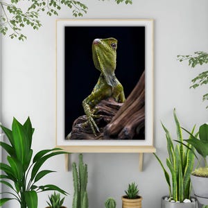 Peut inclure: Un lézard vert avec une collerette autour du cou est assis sur un morceau de bois flotté sur un fond noir.