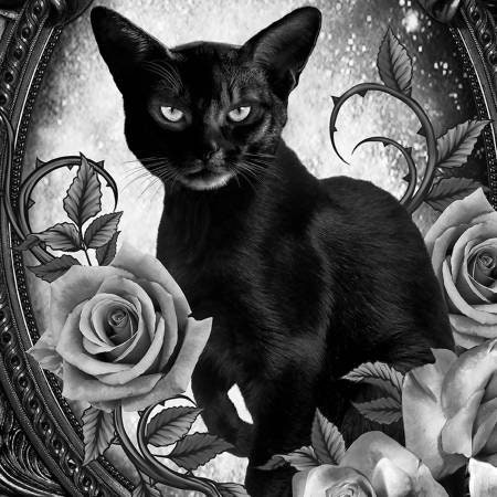 God of Roses 黒猫 〜Adult Black Cat JKT il_fullxfull.4819072278_40y8.jpg