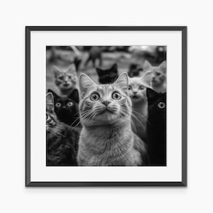 Funny Cats, Photography Prints, Cat Poster, Cat Print, Funny Poster, Black and White Wall Art, Museum Quality Photography Poster