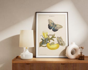 Insect Life Cycle Art Print: Vintage Entomology Wall Decor