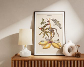 Insect Life Cycle Art Print: Vintage Entomology Wall Decor