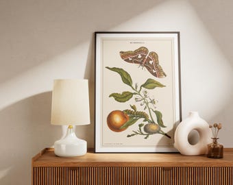 Insect Life Cycle Art Print: Vintage Botanical Entomology Wall Decor