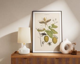 Vintage Insect Life Cycle Art Print: Botanical Entomology Wall Decor