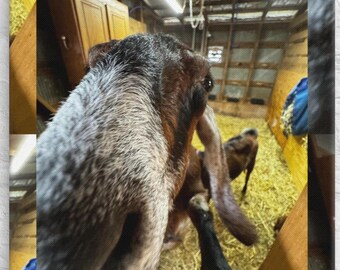 Nubian Goat Close-Up – Funny Goat Canvas | White Tree Farm Decor