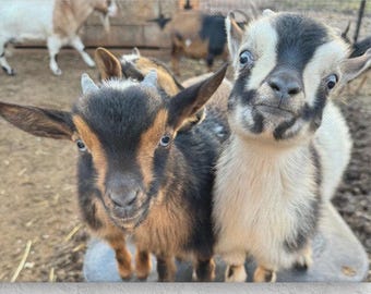 Here's Looking at You Kid – Baby Goat Canvas Print | White Tree Farm Wall Art