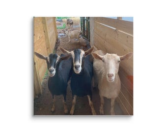 Three Goats Canvas Print – Rustic Farm Animal Wall Art | White Tree Farm Decor