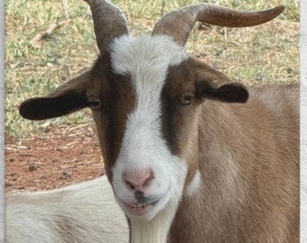 Cane the Wonky Goat Canvas – Quirky Farm Animal Art | White Tree Farm Exclusive