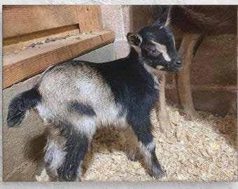 Baby Goat Canvas Print – Farm Animal Wall Art | Rustic Nursery or Farmhouse Decor