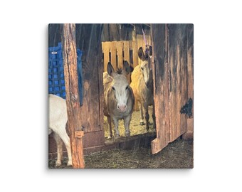 Donkeys in Doorway Canvas – Rustic Farm Animal Print | White Tree Farm Photography