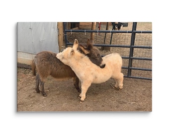 Two Donkeys Hugging Canvas – Sweet Farm Animal Print | Rustic Country Art