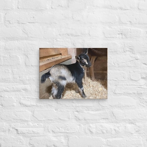 Baby Goat Canvas Print – Farm Animal Wall Art | Rustic Nursery or Farmhouse Decor