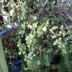 May include: A Portulacaria afra plant, commonly known as elephant bush, featuring small, succulent, rounded green leaves arranged on thin, woody brown stems. The plant is potted in a blue container and positioned near a textured tree trunk.