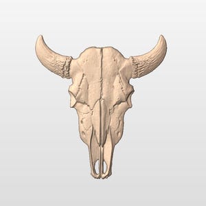 May include: A beige, detailed, sculpted bull skull with horns.