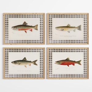 May include: Four framed prints featuring detailed illustrations of different fish species. Each print has a white background with a fish illustration, a black and white checkered border, and a wooden frame. The fish are in various colors.