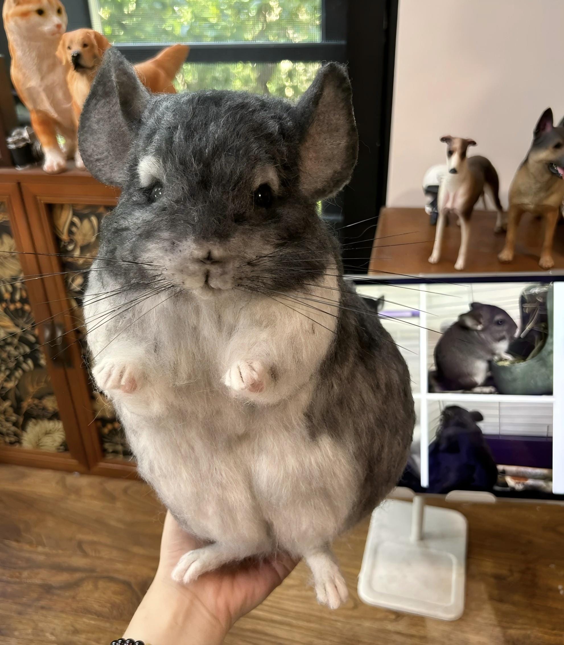 Violet Chinchilla Violet Chinchilla