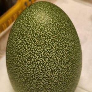 以下が含まれることがあります： 大きな、斑点のある緑色の卵で、表面はざらざらしています。卵の色は濃い緑と薄い緑の混合で、まだら模様を作り出しています。卵は楕円形で、白い表面に置かれているようです。