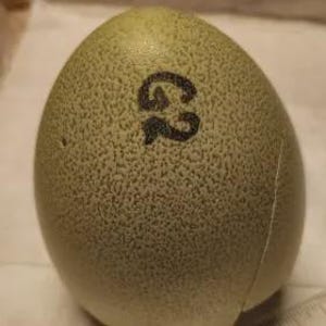 Op de afbeelding: Een gespikkeld, olijfgroen ei met een zwarte "G2" markering. Het ei heeft een ruwe textuur en een zichtbare scheur aan de zijkant. Het ei is ovaal van vorm en lijkt een groot vogelei te zijn.