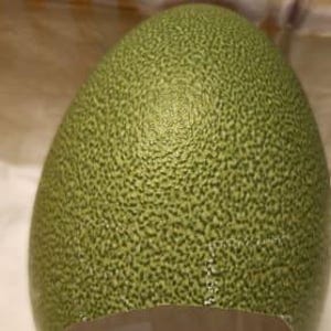 以下が含まれることがあります： テクスチャ加工された表面を持つ、大きな緑色の卵のクローズアップ。卵は斑点模様で、滑らかで丸みを帯びた形をしています。卵は白い表面に置かれているようです。