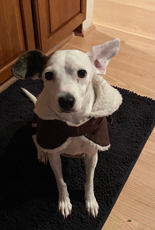 Jollyes dog crate sales