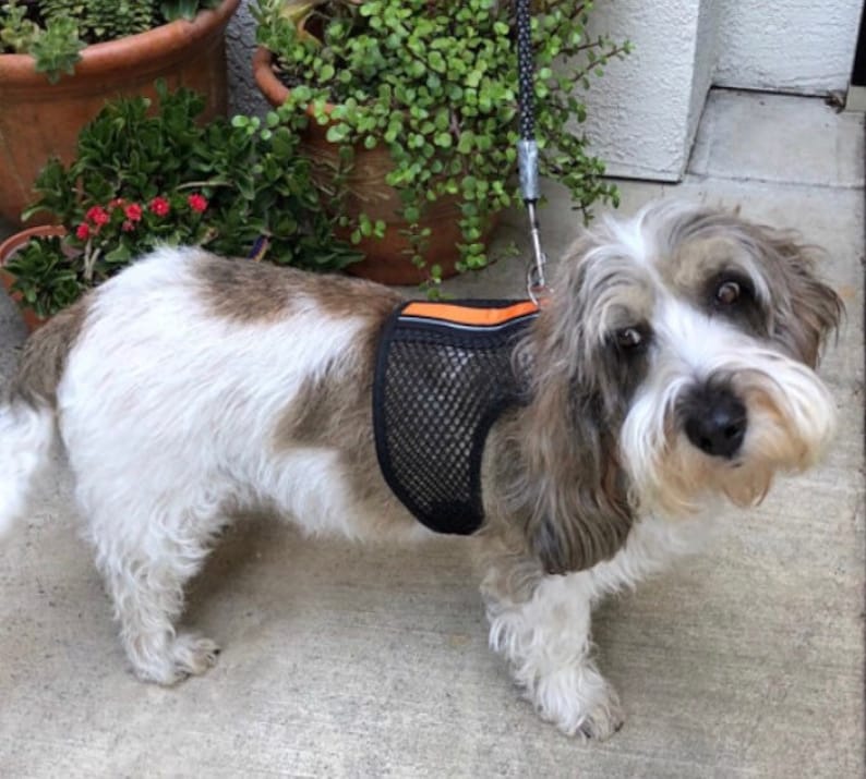 Reflective Tape Breathable Mesh Small Dog Harness Made in USA Etsy