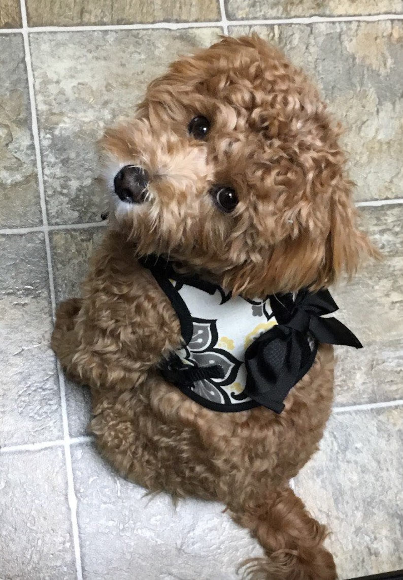 Small Dog Harness Summer Paisley Bow Yellow Black Made in Etsy