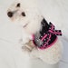 see more listings in the Dog Harness section