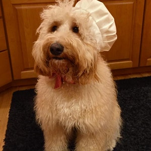 Chef Hat for Dogs, Dog Costume, Hats for dogs, Dog Hat imagem 4