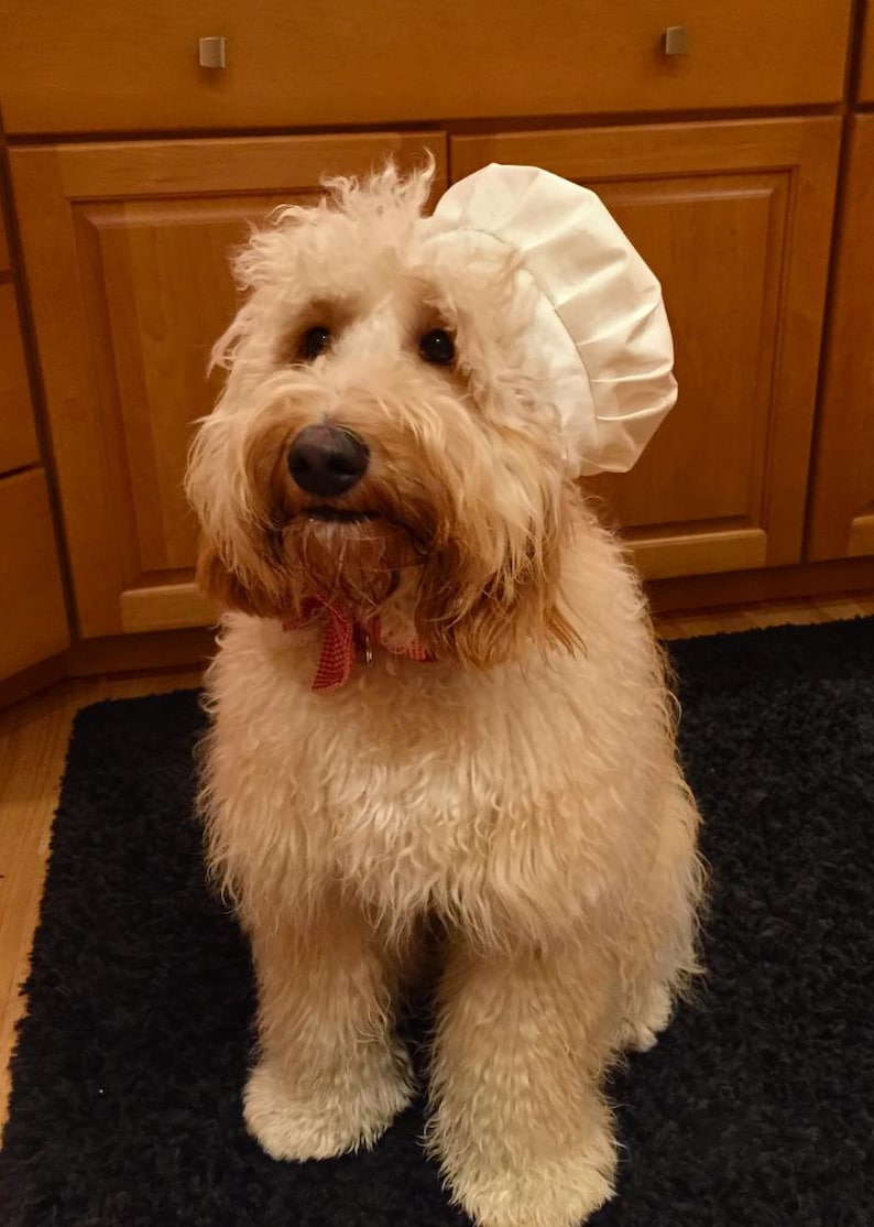 Chef Hat for Dogs, Dog Costume, Hats for dogs, Dog Hat image 4