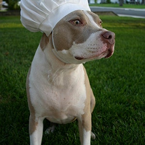 Chef Hat for Dogs, Dog Costume, Hats for dogs, Dog Hat image 8