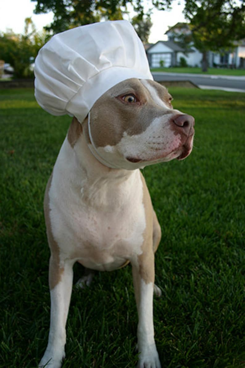 Chef Hat for Dogs, Dog Costume, Hats for dogs, Dog Hat imagem 8