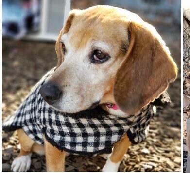 Dog clearance flying jacket
