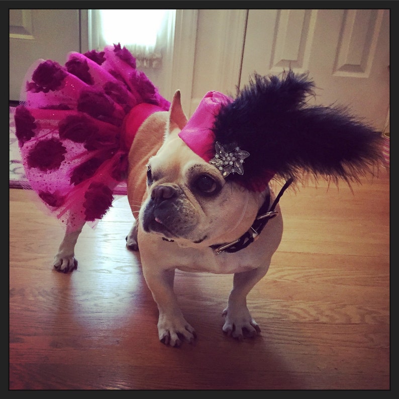 Doggy Pill Box Hats pick a style Hats for dogs Dog hat