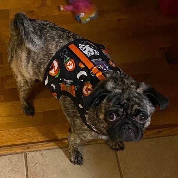 Small Dog Halloween Costumes Etsy