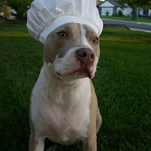 Chef Hat for Dogs, Dog Costume, Hats for dogs, Dog Hat image 2