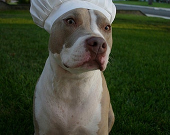 dog in chef hat