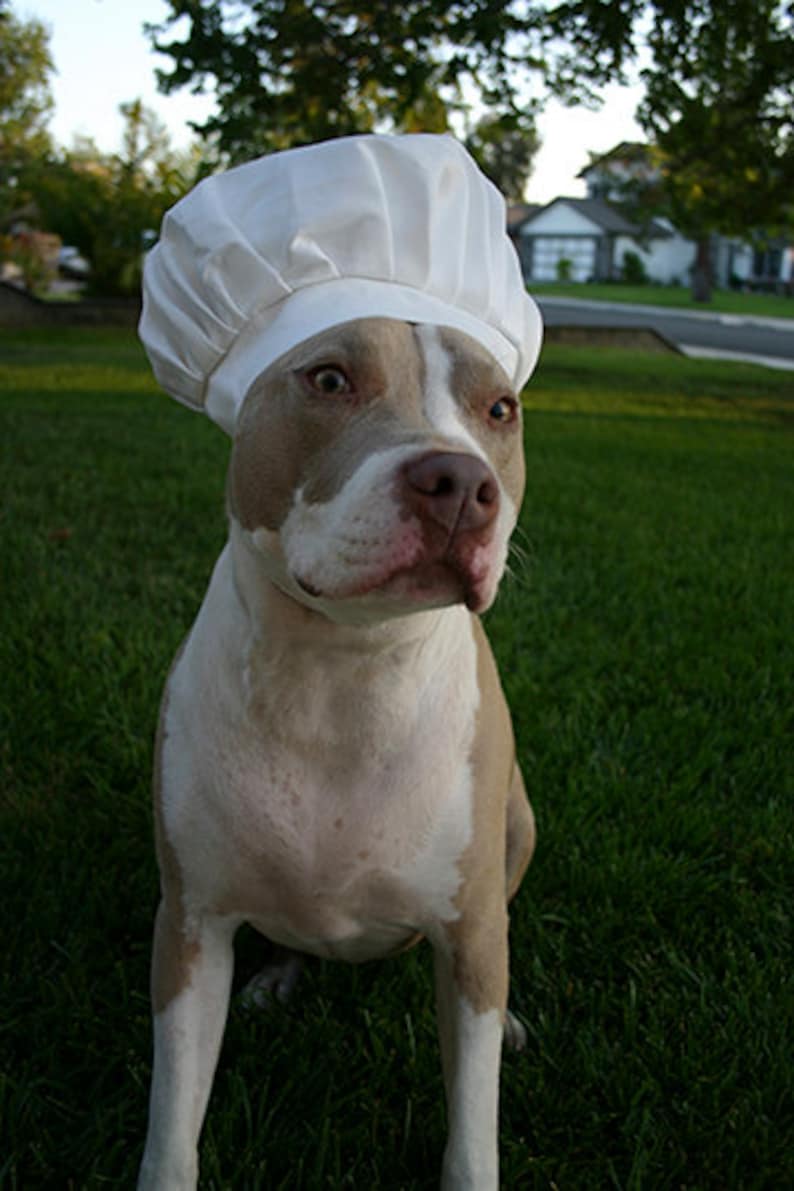 Chef Hat for Dogs, Dog Costume, Hats for dogs, Dog Hat imagem 2