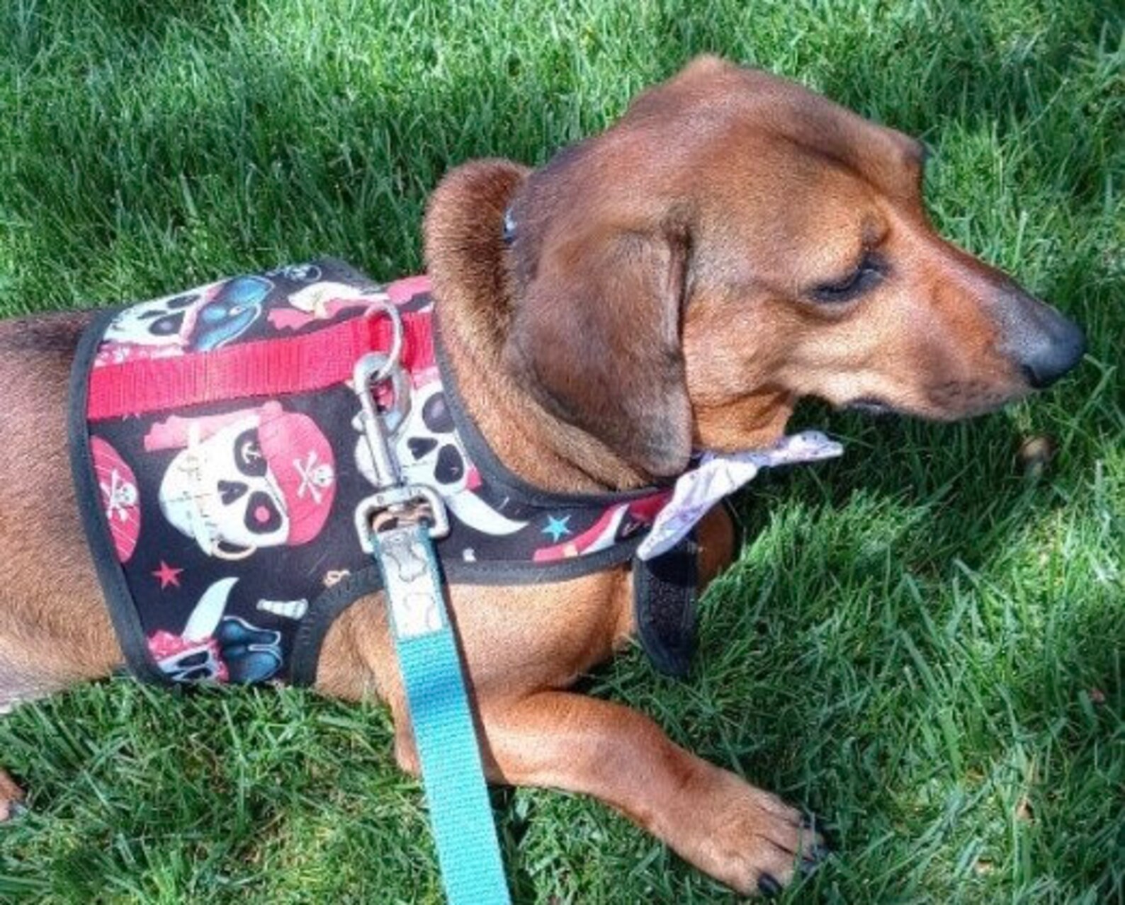 Pirate Ll Small Dog Harness Made in USA Dog Harnesses Pet Etsy