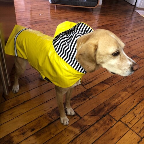 New Hooded Dog Rain Jacket Dog Raincoat Dog Rain Coat Dog Etsy