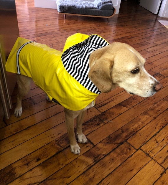 dog rain jacket