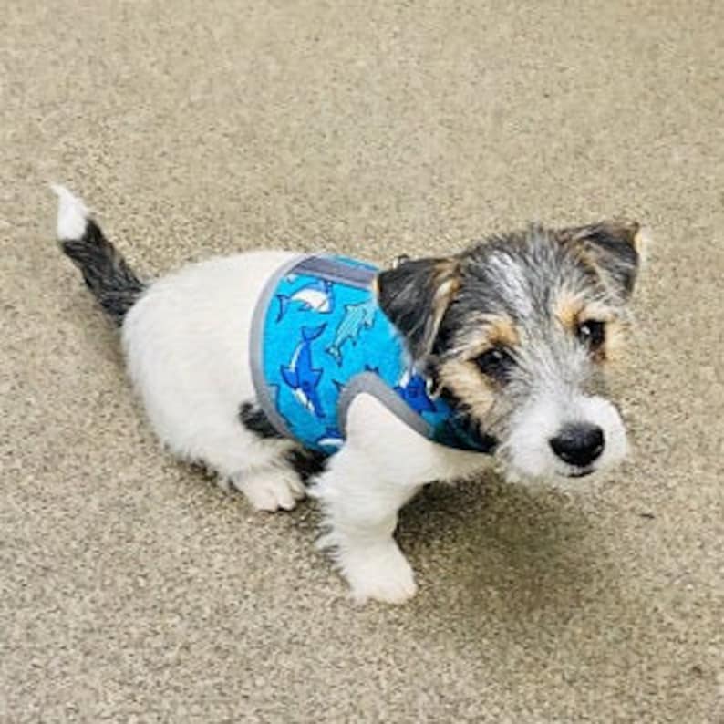 Happy Sharks Small Dog Harness Made in USA Dog Harnesses Pet Etsy