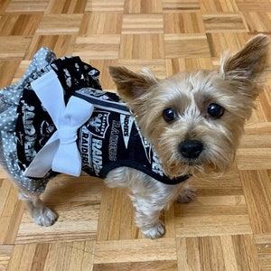 May include: A small, light brown dog wearing a black and white Raiders themed dog dress with a white bow. The dog is standing on a wood floor.