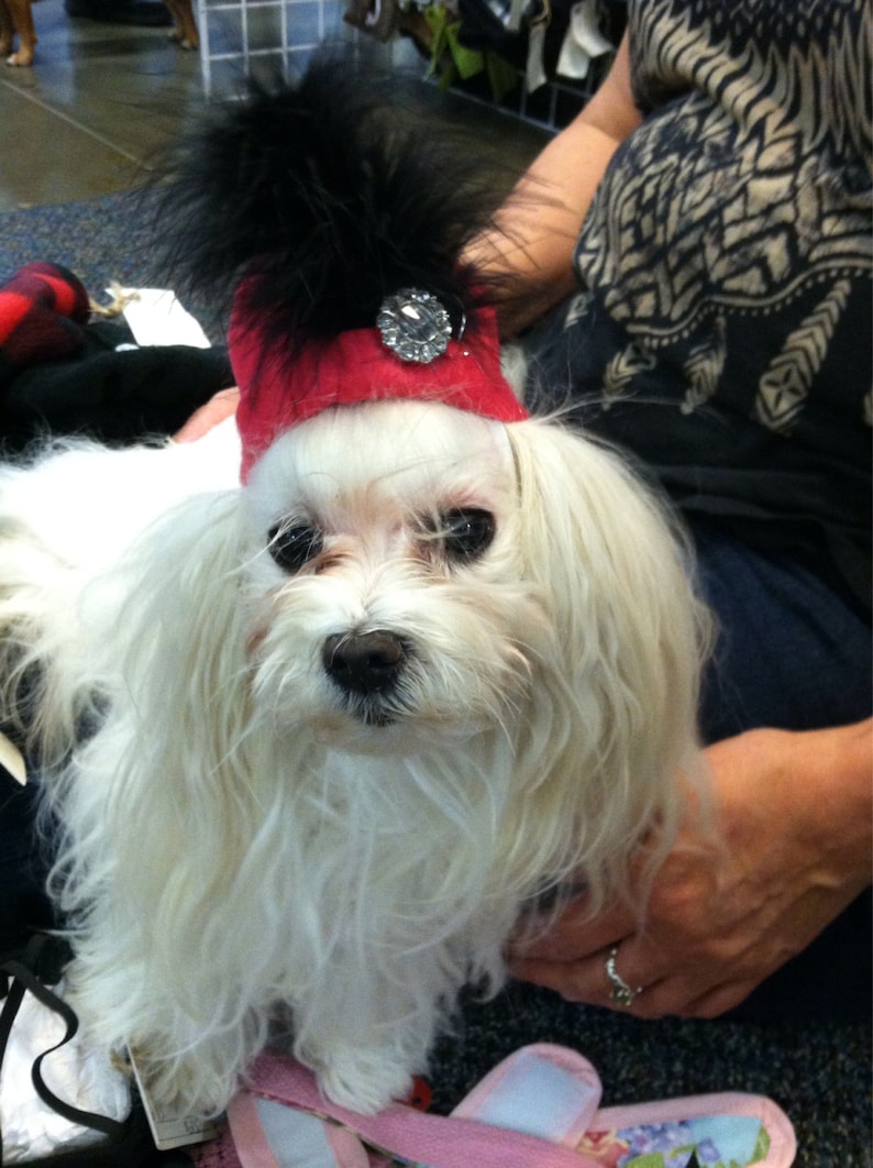 Doggy Pill Box Hats pick a style Hats for dogs Dog hat
