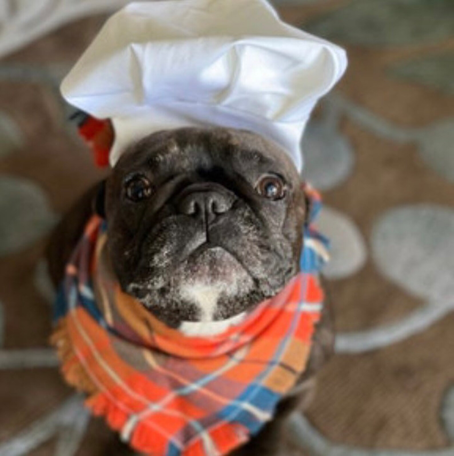 Chef Hat for Dogs Dog Costume Hats for Dogs Dog Hat Etsy