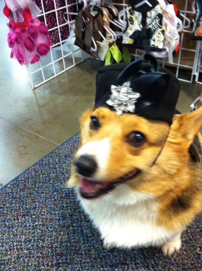 Doggy Pill Box Hats pick a style Hats for dogs Dog hat