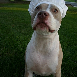 Chef Hat for Dogs, Dog Costume, Hats for dogs, Dog Hat image 9