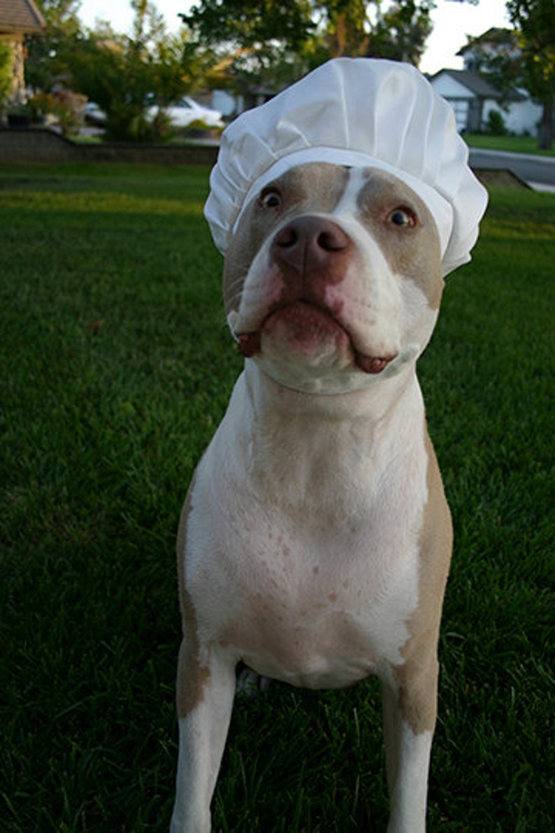Chef Hat for Dogs, Dog Costume, Hats for dogs, Dog Hat imagem 9