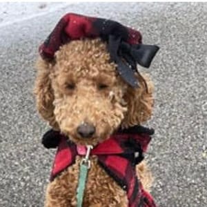Buffalo Check Beret- Girl or Boy version, Dog Beret, Hats for dogs, Dog Hat