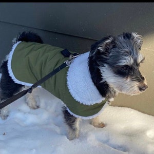 Puede incluir: Un perro pequeño, negro y gris que lleva un abrigo para perros verde y blanco con cuello de sherpa. El perro está de pie en la nieve.