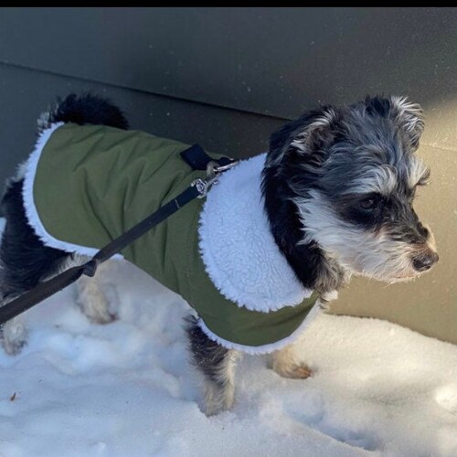 Olive Green Waterproof Thinsulate Insulated Breathable Olive Green Waterproof Thinsulate, Insulated Winter Dog Coats