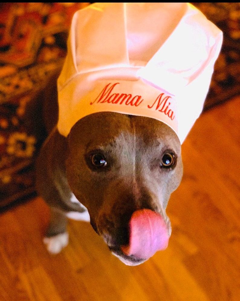Chef Hat for Dogs, Dog Costume, Hats for dogs, Dog Hat imagem 6